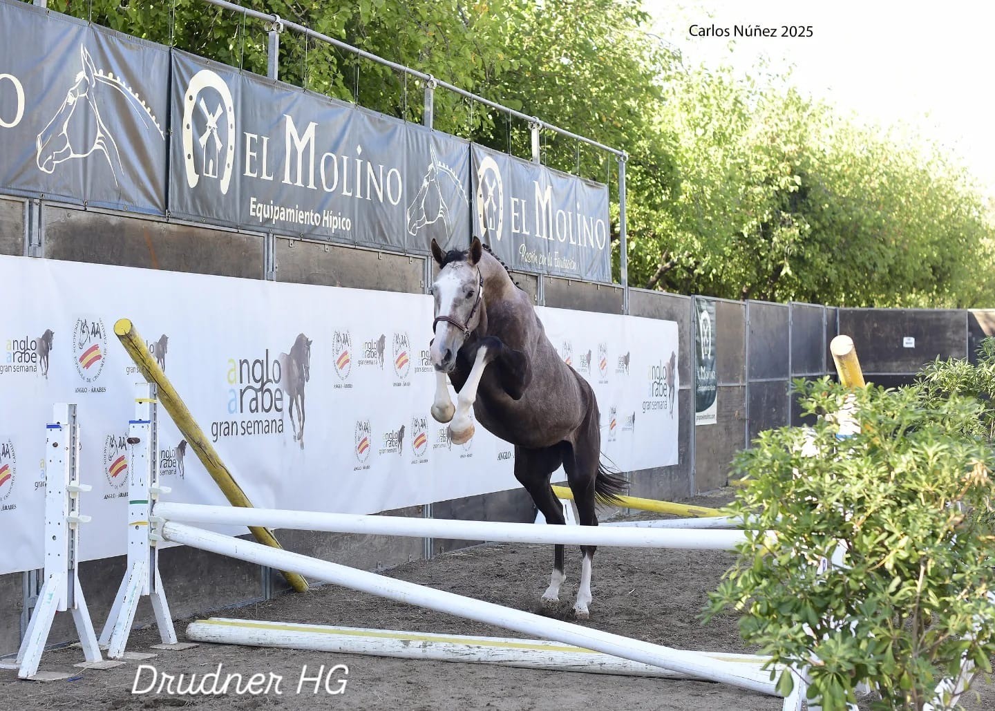 horse